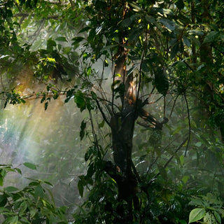Kelp forest scent oil ingredients