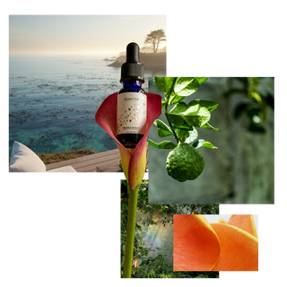 Bundle: Wally White, Aroma Diffuser + 15ml Kelp Forest